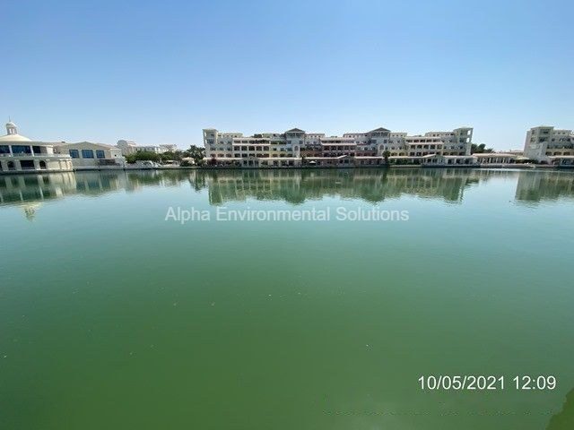 Green algae-covered community lake in Dubai before treatment