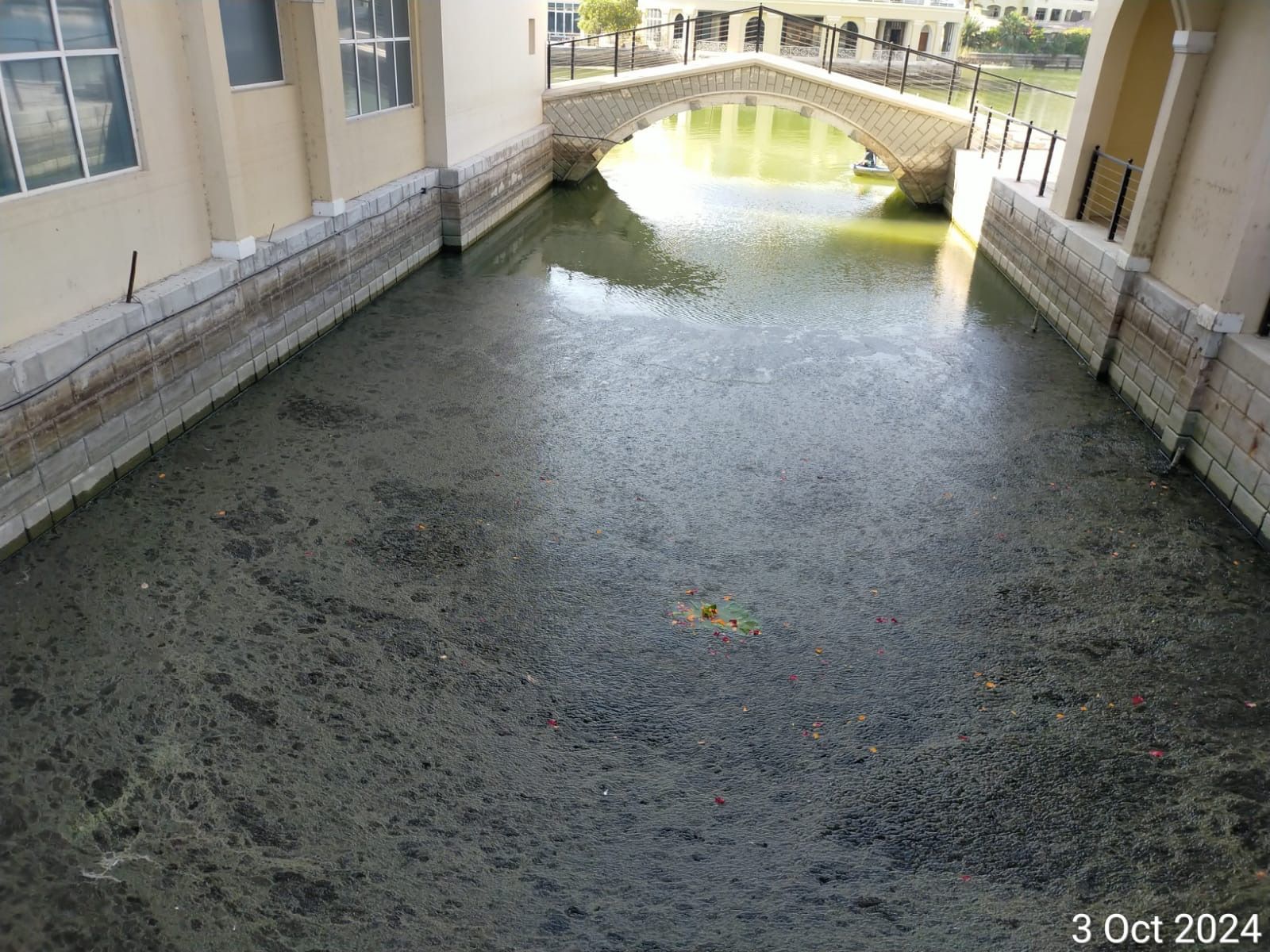 Heavy surface algae and scum on a Dubai waterway before cleaning