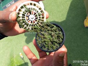 Freshwater bryozoan colony clogging an irrigation filter screen at a Middle East community lake