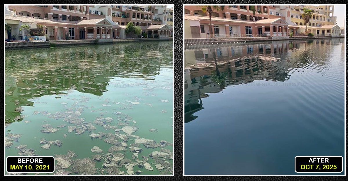 Before and after of a Dubai community canal, green algal scum in 2021 cleared to clean water in 2025