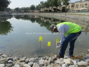 Environmental technician placing yellow sticky traps to monitor adult chironomid midges beside a Middle East community lake