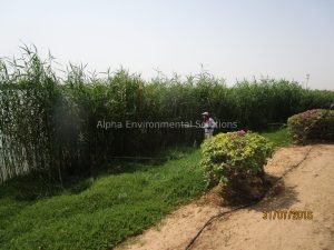Dense reeds and shoreline weeds overgrowing a Middle East community lake being treated by an Alpha Environmental Solutions operator