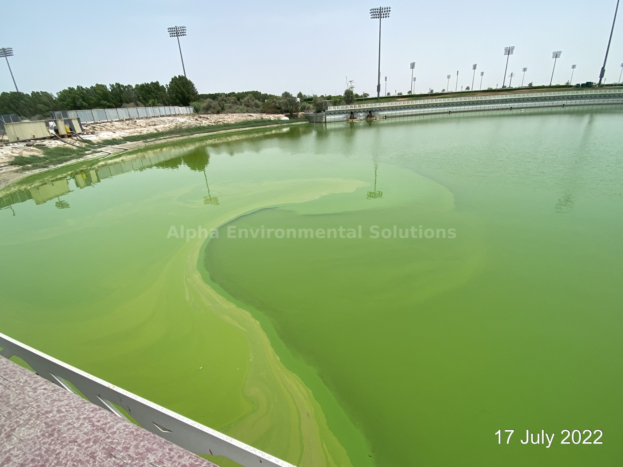 Blue-green algae bloom turning a Middle East community lake bright green, with cyanobacteria scum streaking across the surface
