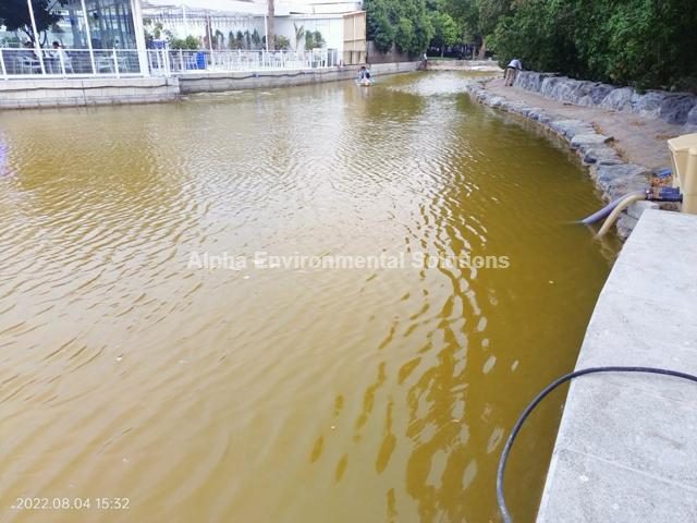 Murky yellow-green community lake beside a UAE development, showing turbidity and nutrient build-up in warm water