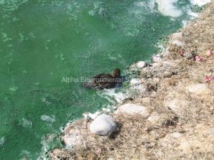 Alpha Environmental Solutions lake inspection showing algal growth and a dead bird at a UAE community lake, warning signs of oxygen stress