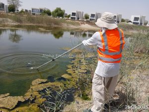Alpha Environmental Solutions technician sampling the margin of a Middle East community lake to check for mosquito larvae