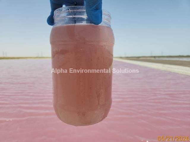 Gloved hand holding a jar of pink hypersaline lake water sampled from a Middle East lake to show rising salinity