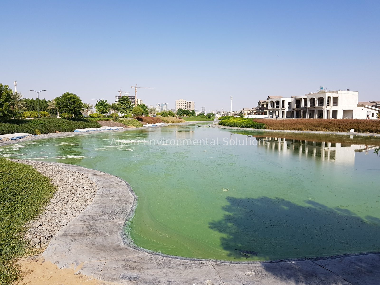 Blue-green algal bloom with surface scum on a Middle East community lake