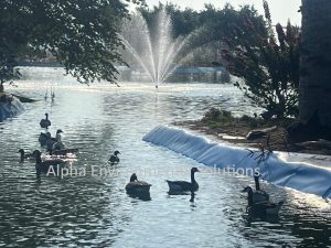 Ducks on a Middle East community lake, a common source of nutrient loading that feeds algae