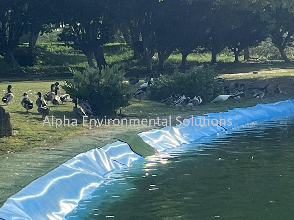 Waterfowl gathered on a community lake in the Middle East, adding nutrients that drive algal growth